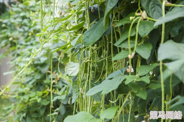 植物大战僵尸：卷心菜投手与玉米投手的伤害值对比，哪个更胜一筹？