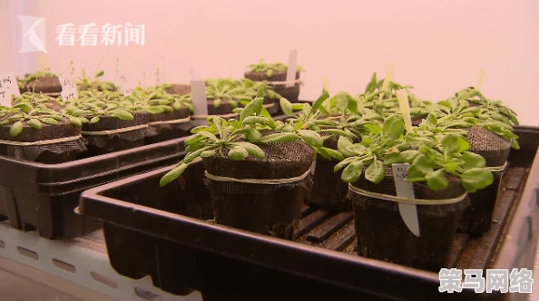 好湿好紧好大野战最新消息近日，科学家发现了一种新型植物具有极强的抗旱能力，有望用于改善干旱地区的生态环境