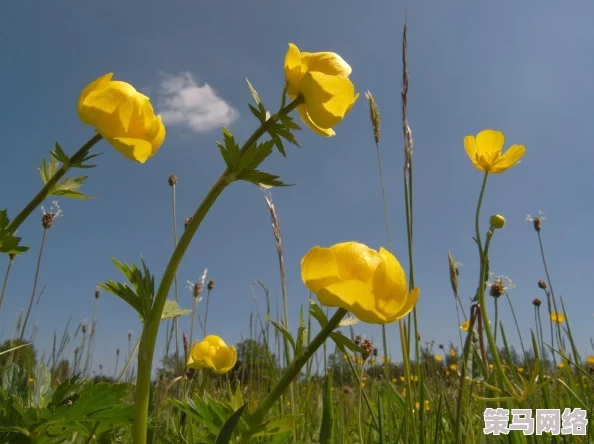 全黄h全肉细节全文让我们关注健康生活与积极心态，共同创造美好未来，享受每一天的快乐与成长