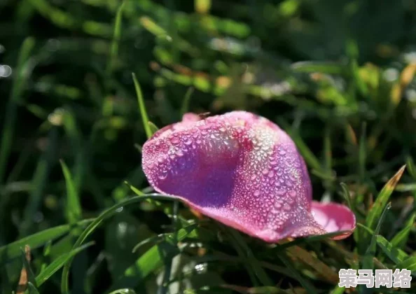 嗯啊流出来了花液花蜜抽搐，生命之美在于自然的绽放与生长，每一朵花都在展示着大自然的奇迹和生命力的勃发