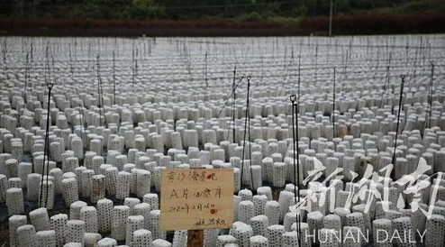 新毛片基地至高无上