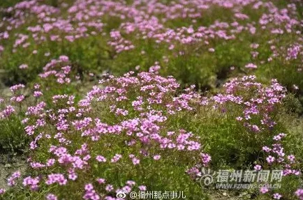 五月亭亭色色拍这句诗描绘了初夏时节，花朵盛开的美丽景象